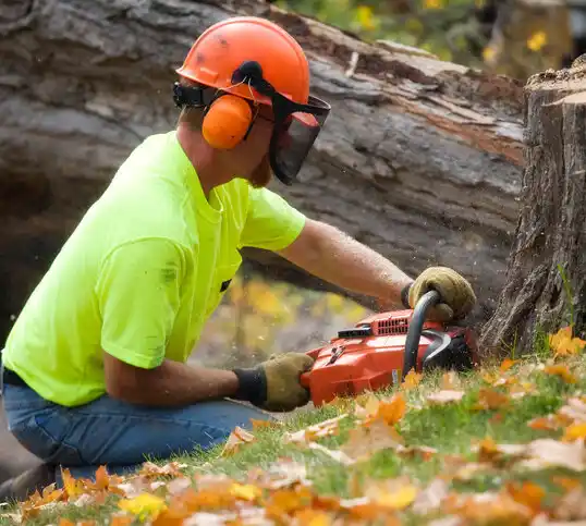 tree services Morrice